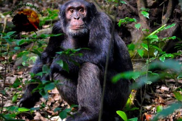 chimpanzee trekking safaris