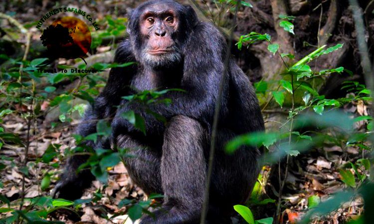 chimpanzee trekking safaris