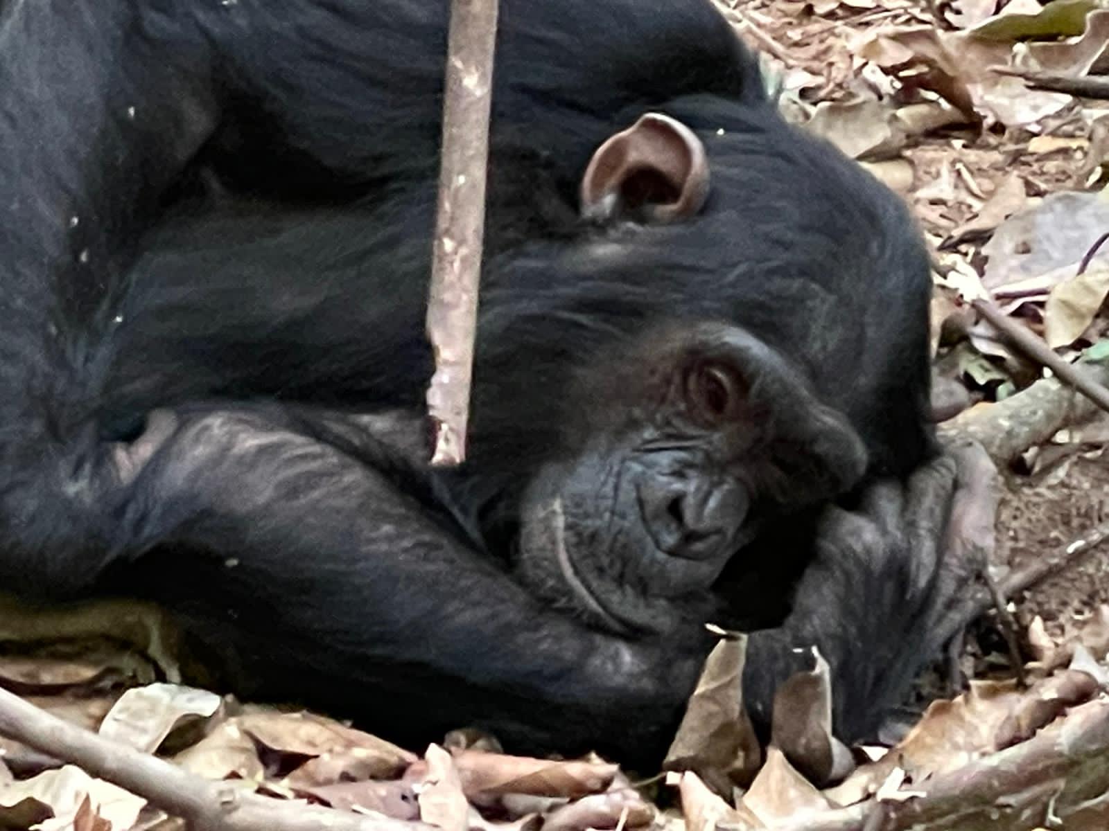 1 Day Rwanda Gorilla Trekking Safari