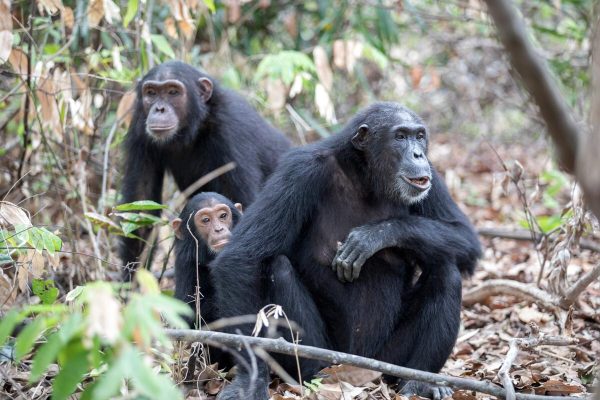 Rwanda Gorilla Trekking