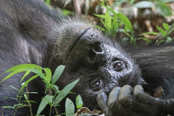 Rwanda Gorilla Trekking