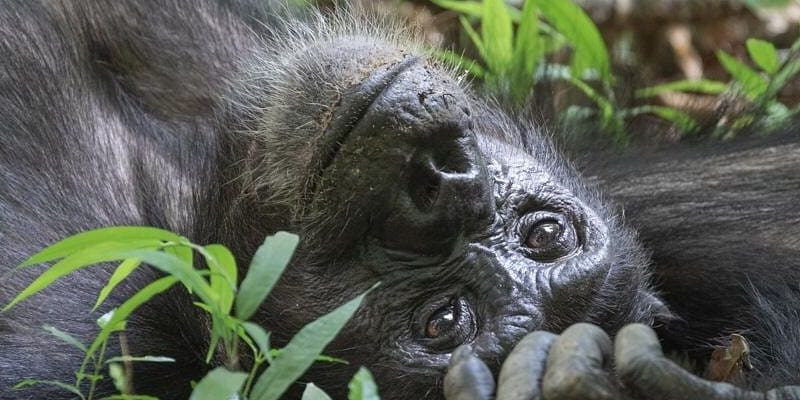 3 Rwanda Gorilla Trekking