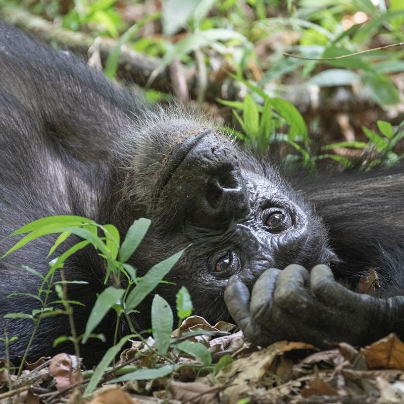 Rwanda Gorilla Trekking