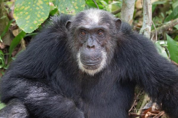 Rwanda Gorilla Trekking