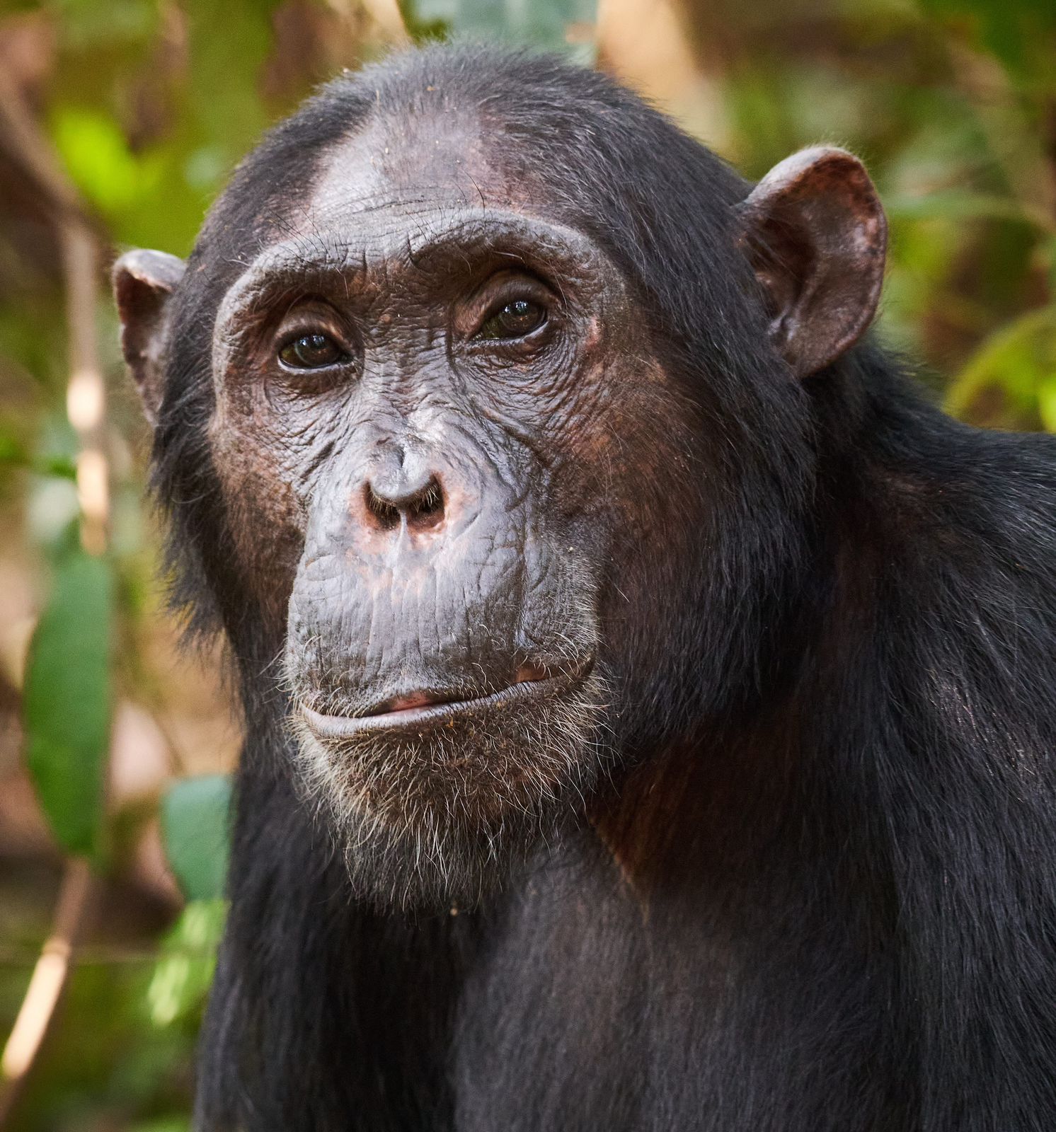 7 Days Rwanda Uganda Safari