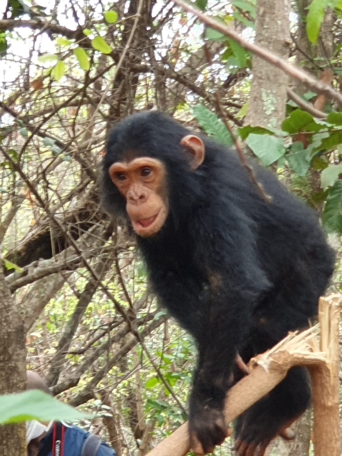 Rwanda Gorilla Trekking