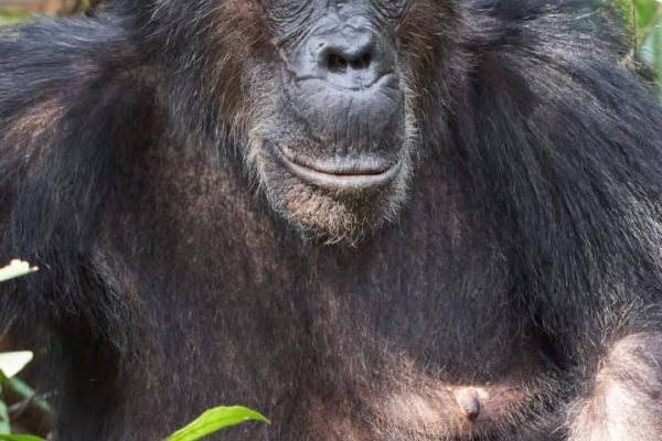 Rwanda Gorilla Trekking