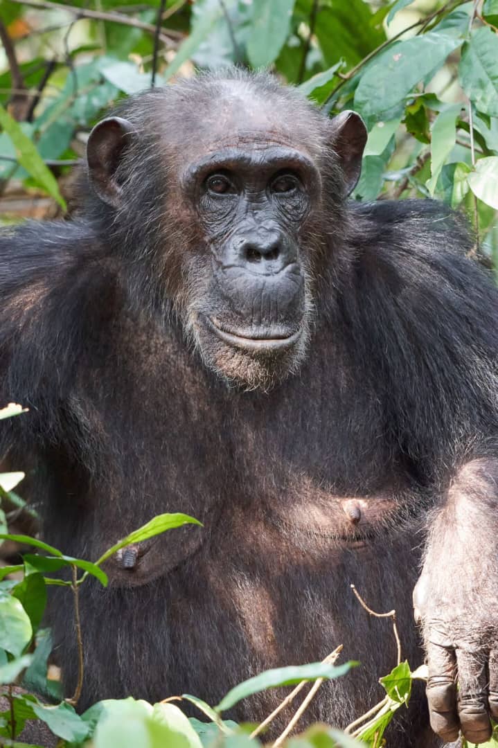 10 Days Combined Uganda Rwanda