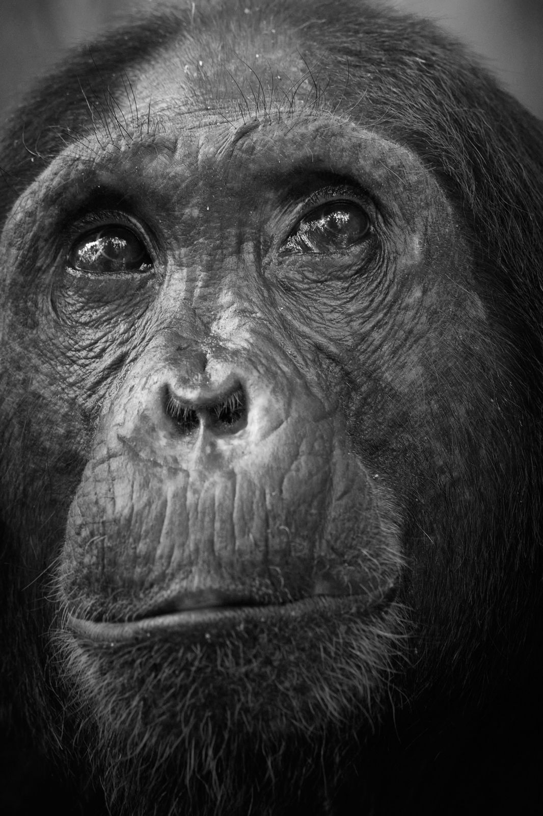 14-Day Rwanda, Kenya & Tanzania Safari