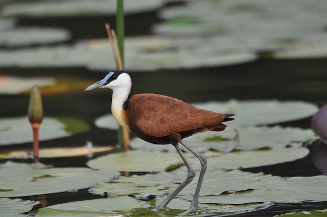 African Jacanas