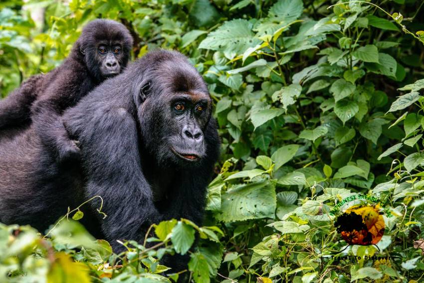 Gorilla Tracking Bwindi