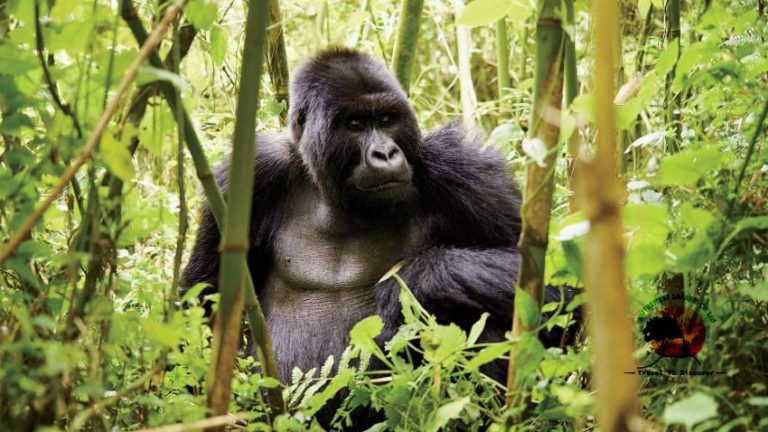Rwanda Gorilla Trekking from the USA 2026: Flights, Permits, Costs & Complete Planning Guide