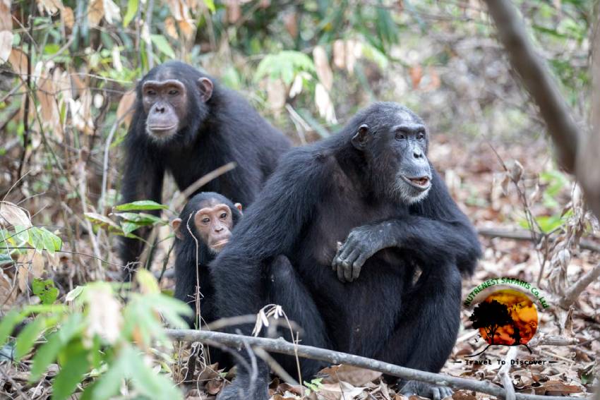 Gorilla Trekking