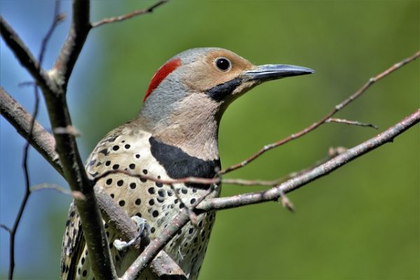 Grey Woodpecker