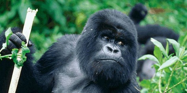 Nature Nest Safari Gorilla Tracking