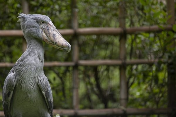 Shoebill