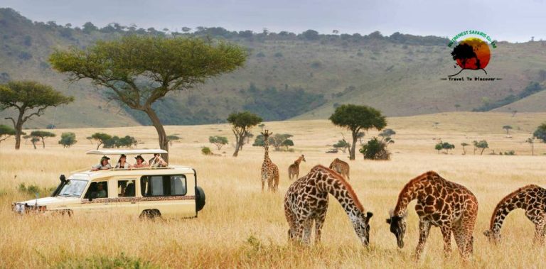 Tanzania Safaris: An Authentic And Adventurous Experience To Explore