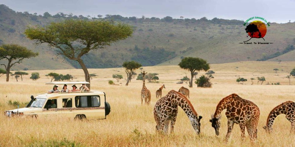 Tanzania safari