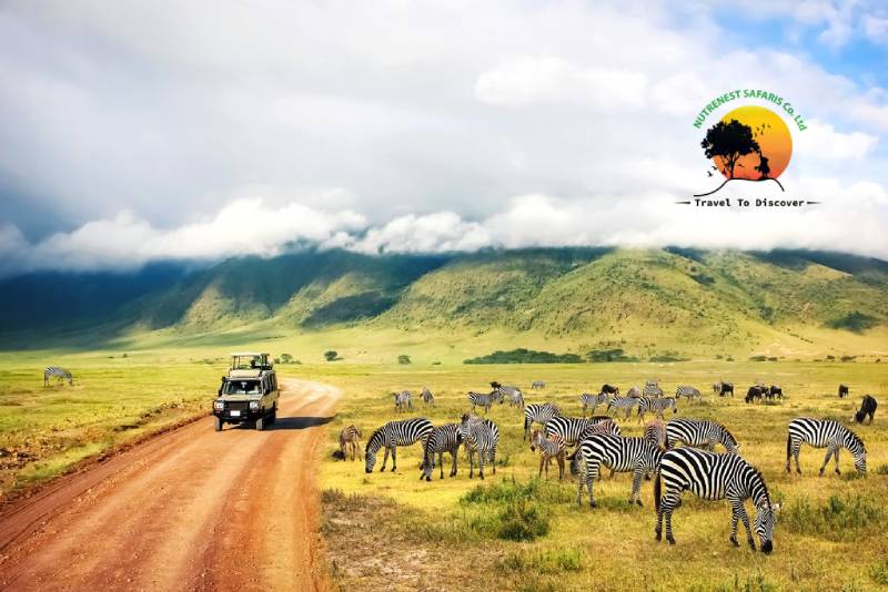 Tanzania safaris