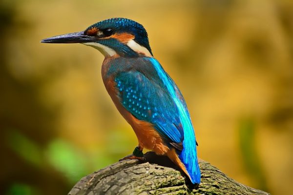 The great kingfisher,