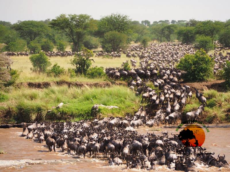 wildebeest Migration