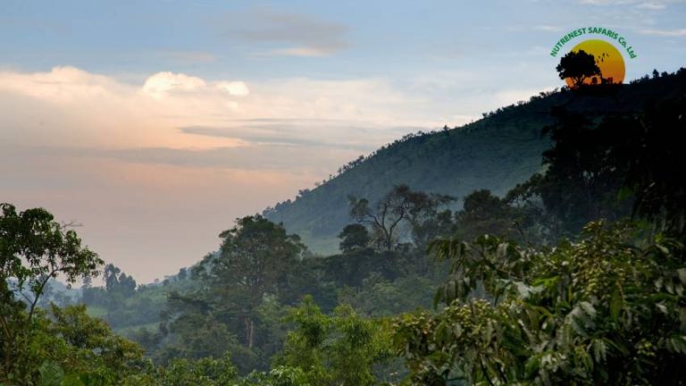 Exploring Gorilla Habituation in Uganda’s Bwindi Impenetrable Forest