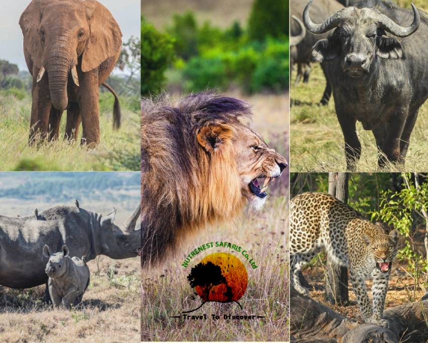 Big 5 in Kenya