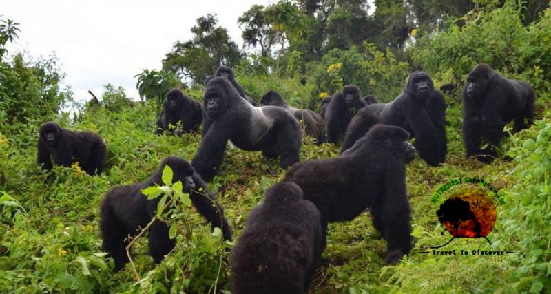CONGO GORILLA FAMILIE