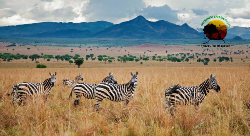 Kidepo Valley National Park