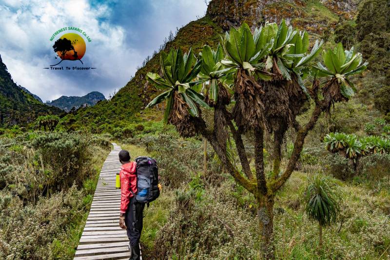 Rwenzori Hiking Requirements