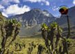 Rwenzori Mountains National Park