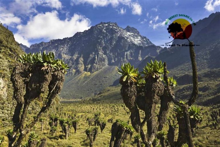 What Makes Rwenzori Mountains a Hidden Gem for Hikers in Africa