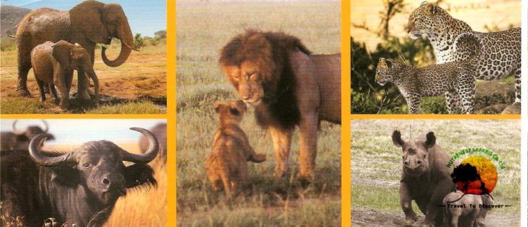 Unveiling the Wonders of the Big 5 With Nature Nest Safaris