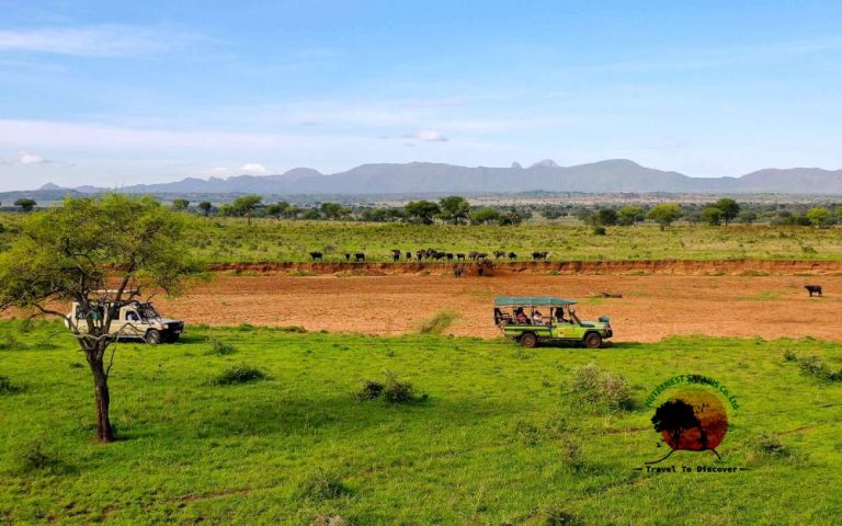 Safari Stories – Tales from Uganda’s Untouched Wilderness
