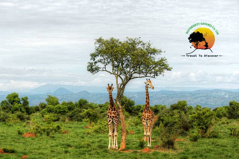 Unforgettable Trip to Western Uganda