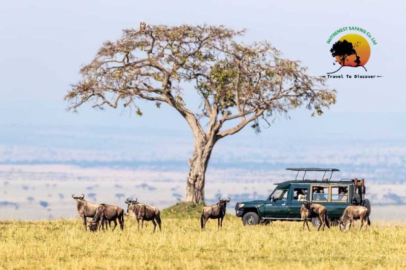 7 DAYS KENYA LUXURY FAMILY SAFARI