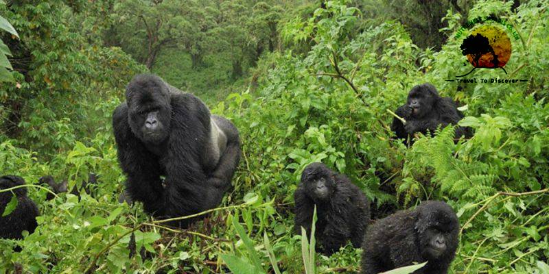 Bwindi Impenetrable forest
