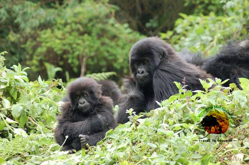 Gorilla habituation experience permit