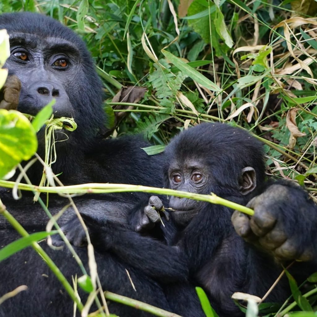Mountain Gorilla Close Up