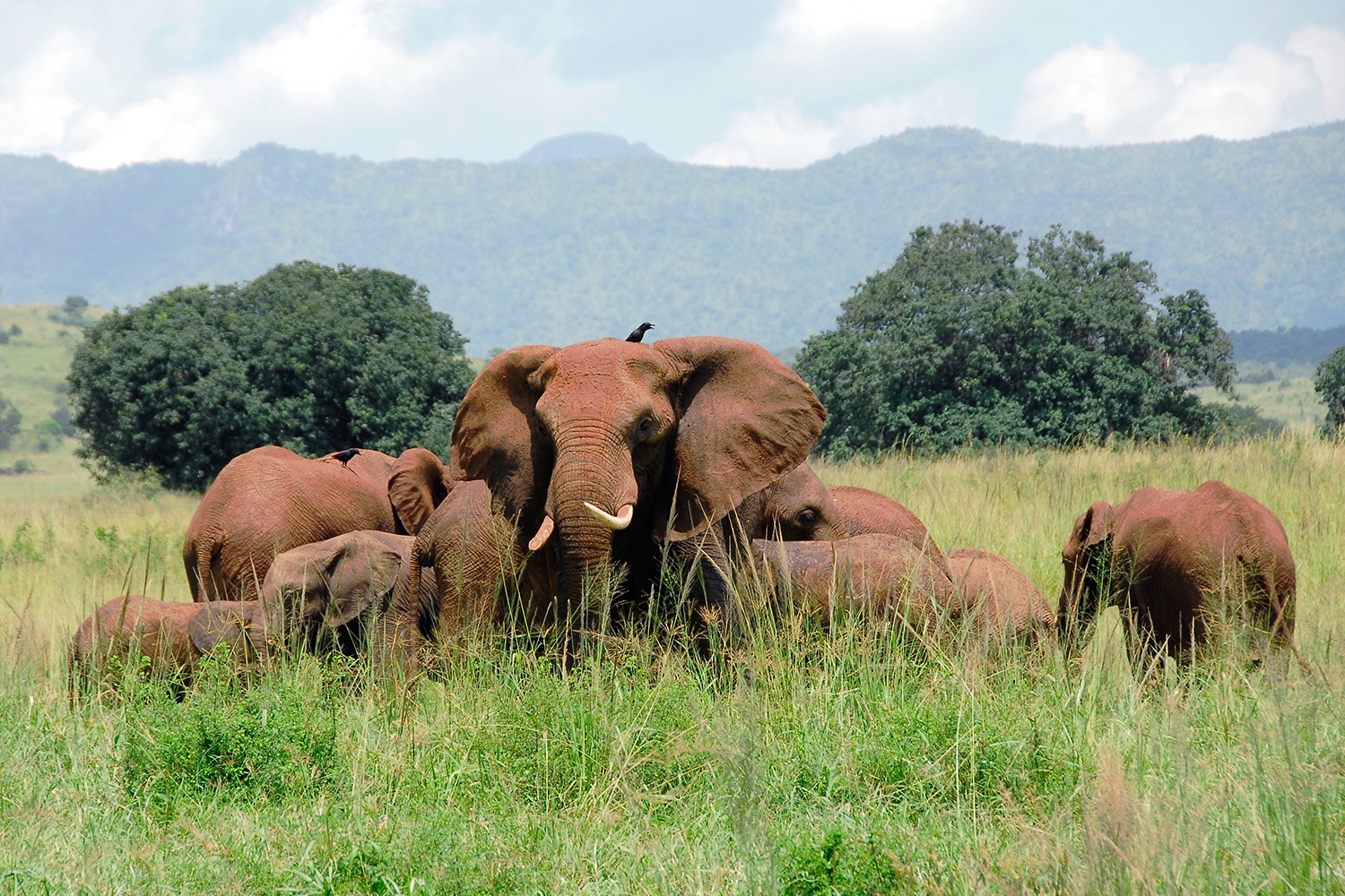 RUAHA NATIONAL PARK