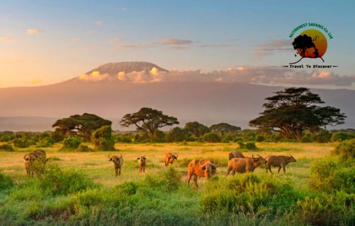 How Much Does a Uganda Safari Cost in 2026? Budget, Mid-Range & Luxury Prices
