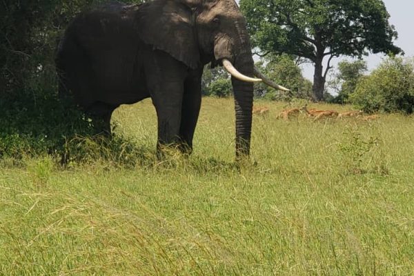 elephant