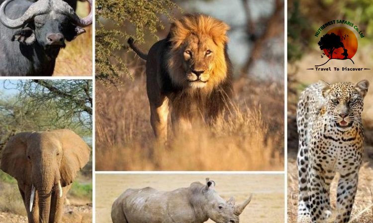 4 Days Kenya Big 5 Safari