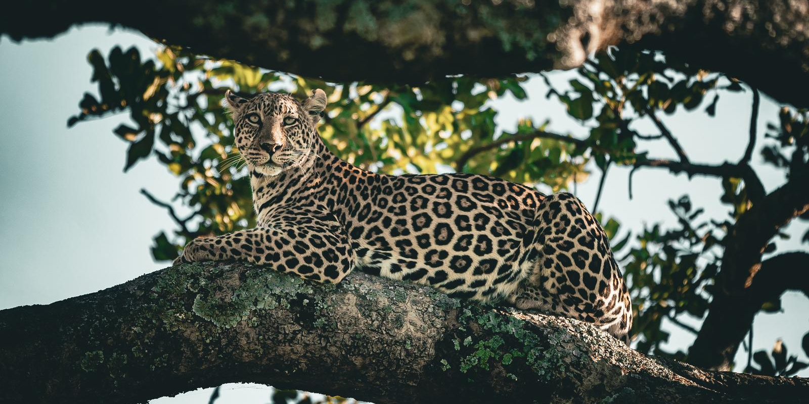 Cheetahs Tanzania Wildlife Safari