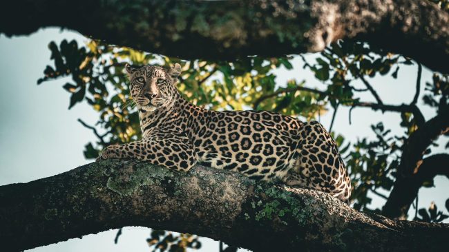 Cheetahs Tanzania Wildlife Safari