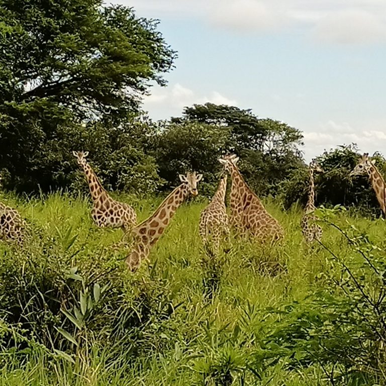 Akagera National Park 2026: Rwanda’s Big Five Comeback and Why It Belongs on Your Safari