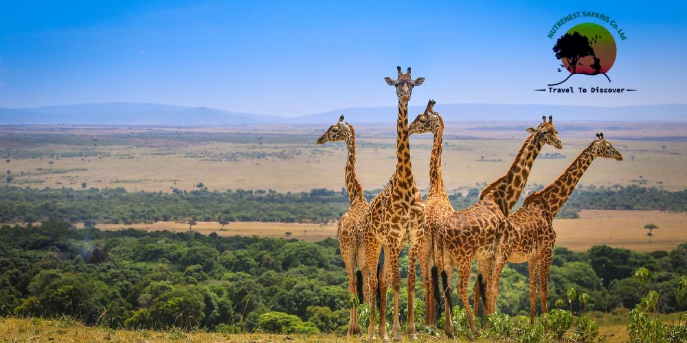 Kenya Safari Adventure Kenya Safari Adventure