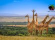 Kenya Safari Adventure