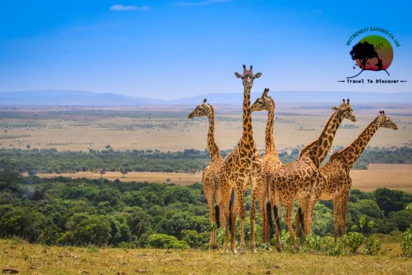 Kenya Safari Adventure