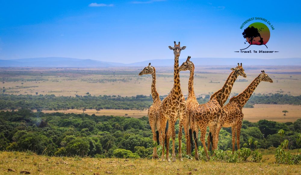 Kenya Safari Adventure Kenya Safari Adventure